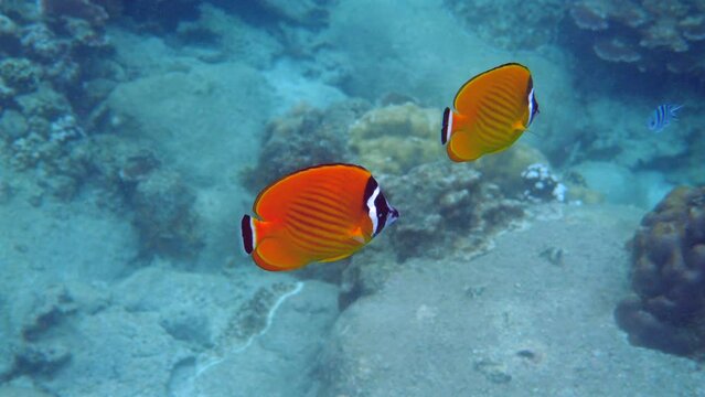 Slowly swimming yellow butterflyfish in water. Undersea life in ocean. Beauty of aquatic wildlife and marine nature.