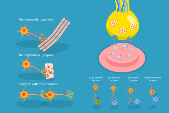 3D Isometric Flat Vector Conceptual Illustration of Synapse, Neuromuscular Junction
