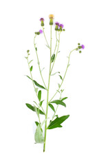 Flowering Creeping Thistle (Cirsium Arvense) isolated on white background. Commonly known as Canada thistle and field thistle.