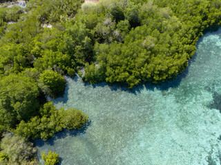 Naklejka na ściany i meble A mangrove forest grows on the edge of a small island in Komodo National Park, Indonesia. Mangroves serve as vital nursery areas for many species of reef fish and invertebrates.