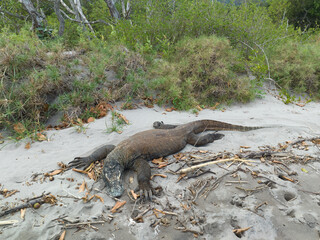 A Komodo dragon, Varanus komodoensis, lies on a remote beach in Komodo National Park, Indonesia. This endemic species is the largest extant lizard on Earth, growing to 3 meters in length.