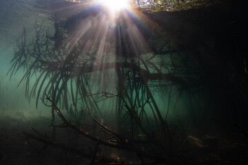 Fototapeta na wymiar Beams of light filter into the dark shadows of a mangrove forest in Komodo National Park, Indonesia. Mangroves serve as vital nursery areas for many species of reef fish and invertebrates.