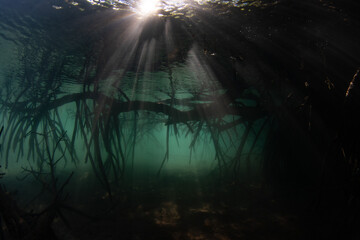 Naklejka premium Beams of light filter into the dark shadows of a mangrove forest in Komodo National Park, Indonesia. Mangroves serve as vital nursery areas for many species of reef fish and invertebrates.