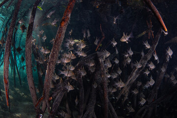 Orbiculate cardinalfish hover amid the shadows of a mangrove forest in Komodo National Park, Indonesia. Mangroves serve as vital nursery areas for many species of reef fish and invertebrates.