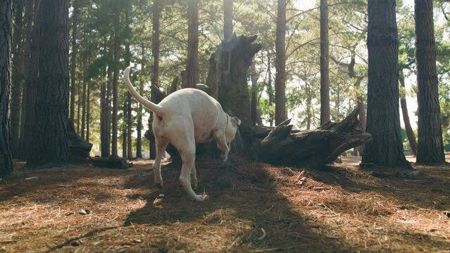 A dog sniffing and peeing on a big rootstock in a forest with the sun in the background