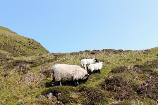 A mother sheep with her baby lambs on the isle of Skye, in the highlands of Scotland