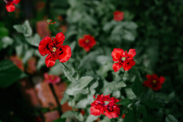 Fototapeta premium Red Crimson Feathers poppies growing in a garden