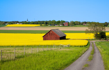 Swedish landscape with yellow rape field, and red Swedish wooden barn
