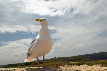 Seagull on a wall under a blue clouded sky in Bretagne, Brittany, France