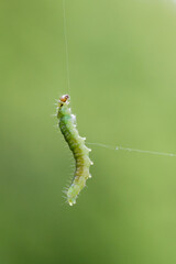 Green caterpillar floating on a thread