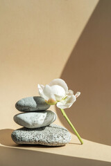 Podium for exhibitions and product presentations material stone, wood, peony flower. Beautiful...