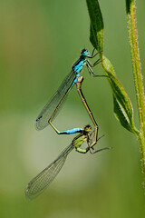 Two Demseflys mating, one green, one blue