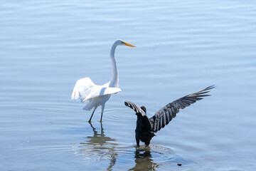 Two bird fighting for food in the sea. White fish bird and black vulture bird fighting for food inside sea. 