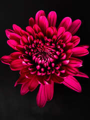 Close up bright pink Dalia flower on a black background