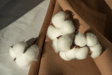 Cotton-plant harvest and cotton fabric linen. Fluffy fibers in flower balls on branch, white...