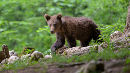 Young 1 year old european brown bear (Ursus arctos) in forest