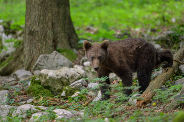 Naklejka na ściany i meble Young 1 year old european brown bear (Ursus arctos) in forest