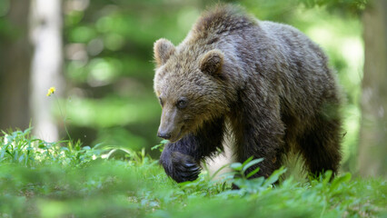 Fototapeta premium European brown bear (Ursus arctos) in forest