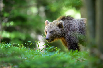 Fototapeta premium European brown bear (Ursus arctos) in forest