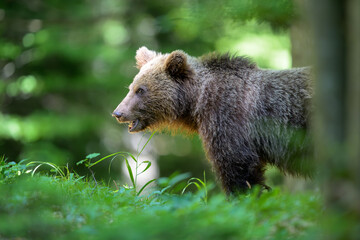 Naklejka na ściany i meble European brown bear (Ursus arctos) in forest