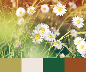 color matching palette, magazine collage style, artistic mood board concept. selective focus. daisies ,clover and wildflowers on blurry background