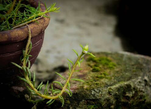 Micro photography of green plant and moss on the ground
