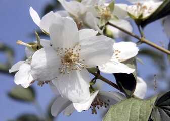 white flowers of jasmine bush at spring