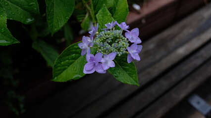 2023_甲府中央公園_紫陽花
