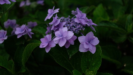 2023_甲府中央公園_紫陽花