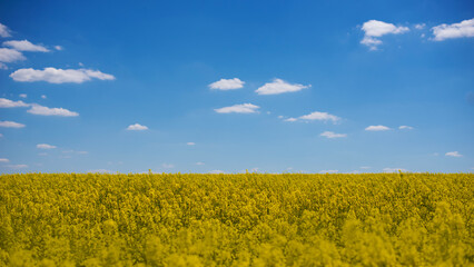 Fototapeta premium rapeseed flower blooming and nice sky, beautiful spring landscape. Colza (Brassica rapa)