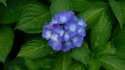 2023_甲府中央公園_紫陽花