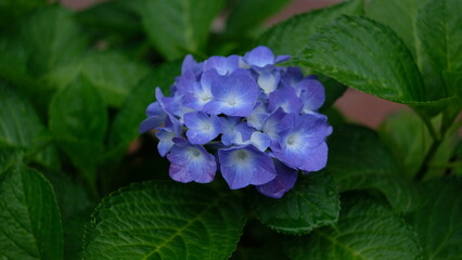 2023_甲府中央公園_紫陽花