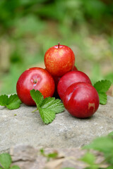closeup the bunch ripe red yellow plum fruit with green leaves soft focus natural brown background.