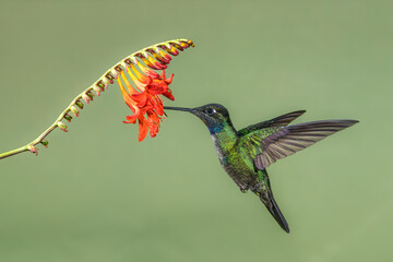 Hummingbird in flight