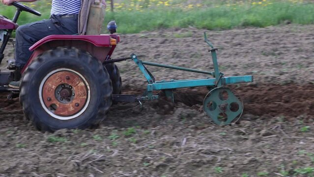 Mini tractor with plow cultivates soil in potato field.