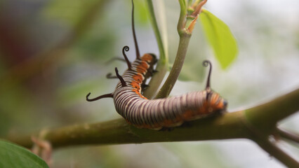 monarch butterfly caterpillar on a green leaf with a partially eaten leaf