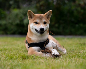 Pets. Portrait of a Shiba Inu puppy laying in the grass. 