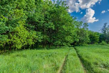 A road through a forest clearing covered with thick green grass in an oak forest on a bright summer sunny day. Kreminna Nature Reserve, Lugansk reg., Ukraine.