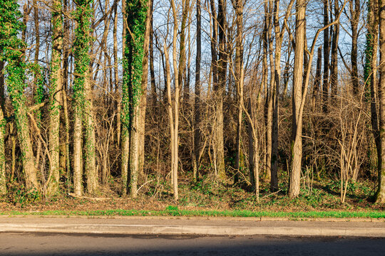 sidewalk with trees. asphalt road with trees. road with trees seen from the side