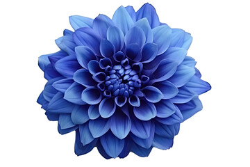 Blue Dahlia flower, transparent background (PNG). Generative AI.
