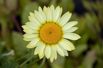 Fototapeta premium Marguerite (Anthemis x hybrida 'Wargrave')