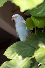 Close-up of rose-ringed parakeet parrot (Psittacula krameri manillensis) sitting between green leaves. Tropical nature and wildlife concept 