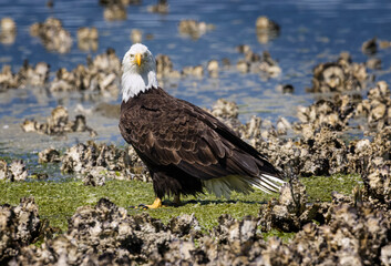 Fototapeta premium Seabeck Bald Eagles