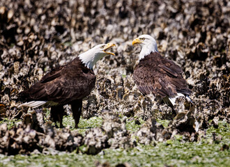 Seabeck Bald Eagles