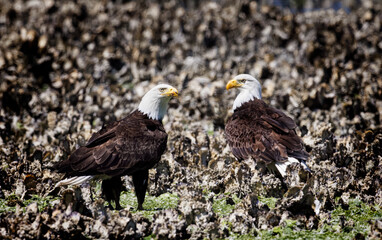 Seabeck Bald Eagles