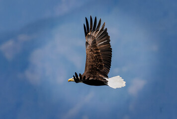 Seabeck Bald Eagles