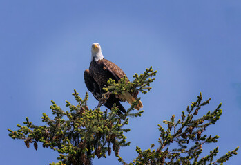 Seabeck Bald Eagles