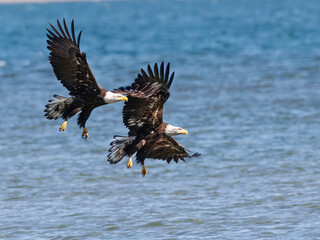 Seabeck Bald Eagles