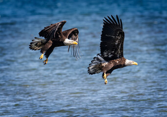 Seabeck Bald Eagles