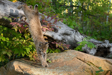 Bobcat (Lynx rufus) Lands on Rock After Leaping Off Log Autumn